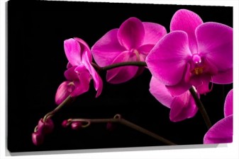 Lienzo rama_flores_fondo_negro_shutterstock_11479576_1.jpg