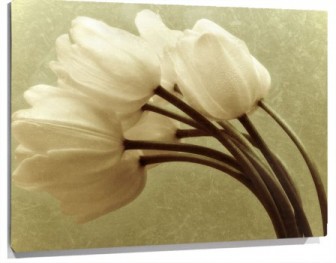 Lienzo tulipanes blancos