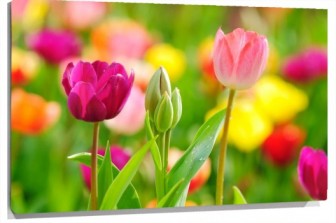 Lienzo tulipanes bonitos