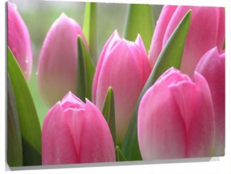 Lienzo tulipanes