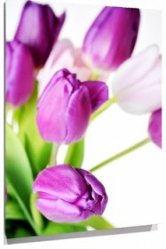 Lienzo tulipanes