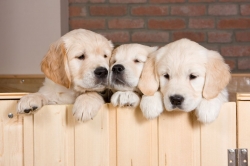 3_perros_muralesyvinilos_5747320__XL.jpg
