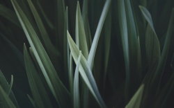 Fotomural