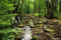 Fotomural