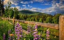 Fotomural