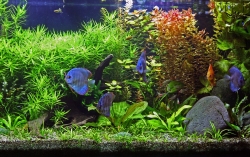 Acuario_muralesyvinilos_9185875__L.jpg
