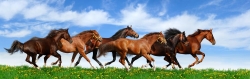Fotomural