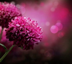 Fotomural