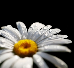 Fotomural