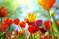 amapolas_de_colores_muralesyvinilos_24206422_1.jpg