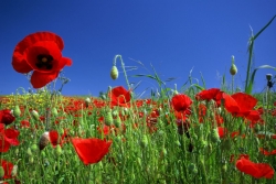 amapolas_muralesyvinilos_3198003__XXL_1.jpg