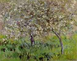 apple_trees_in_bloom_at_giverny.jpg