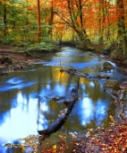 bosque_agua_muralesyvinilos_1852204__XL.jpg