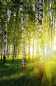 Fotomural