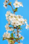 cerezo_muralesyvinilos_20182512__XL_1.jpg