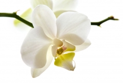 flor_blanca_muralesyvinilos_8573587_M_1.jpg