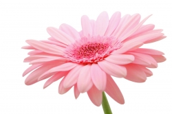 flor_rosa_muralesyvinilos_9450706__XL_1.jpg