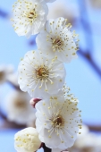 flores_blancas_muralesyvinilos_16747423__XXL_1.jpg