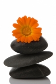 margarita_naranja_piedras_negras_muralesyvinilos_3611885__XL.jpg