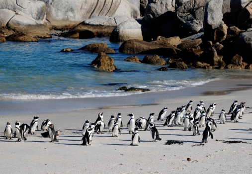 pinguinos_playa_sudafrica_muralesyvinilos_6102675__XL.jpg