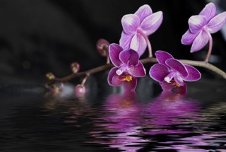  Murales Flor violeta