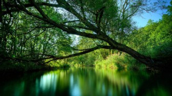 Fotomural árbol en el rí­o