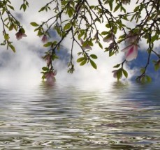  Murales Almendro en flor reflejada en agua